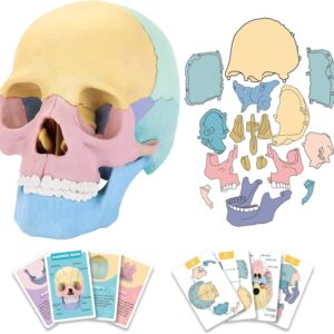 STEM Toy Medical Science Anatomy 17pcs Human Skull Model with 10 Educational Cards DIY 3D Anatomy Puzzle Toy
