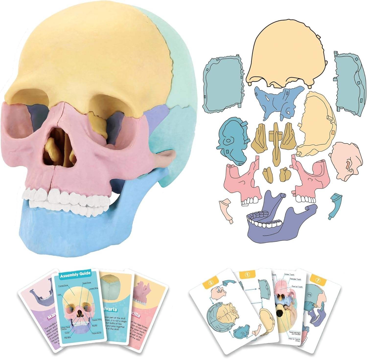 STEM Toy Medical Science Anatomy 17pcs Human Skull Model with 10 Educational Cards DIY 3D Anatomy Puzzle Toy