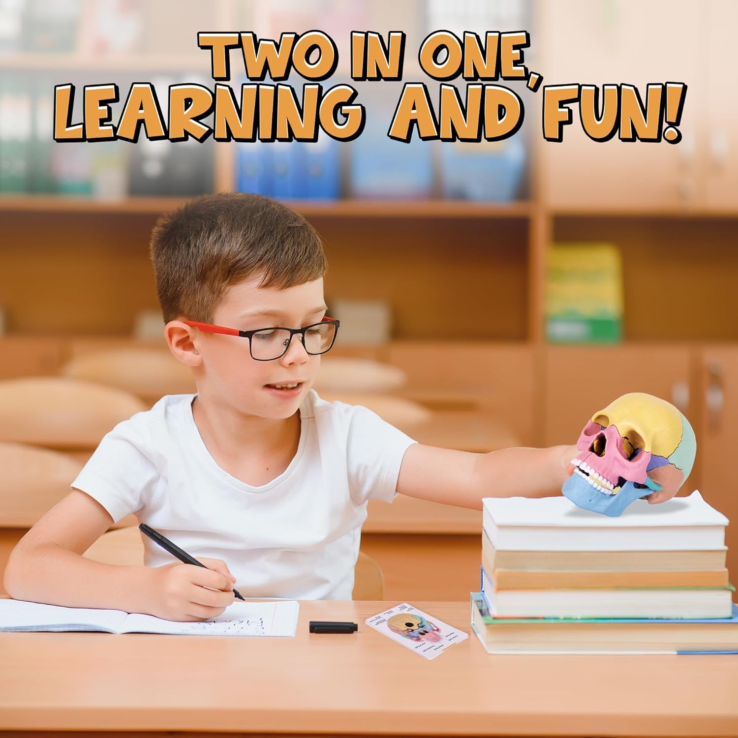 STEM Toy Medical Science Anatomy 17pcs Human Skull Model with 10 Educational Cards DIY 3D Anatomy Puzzle Toy - Image 7