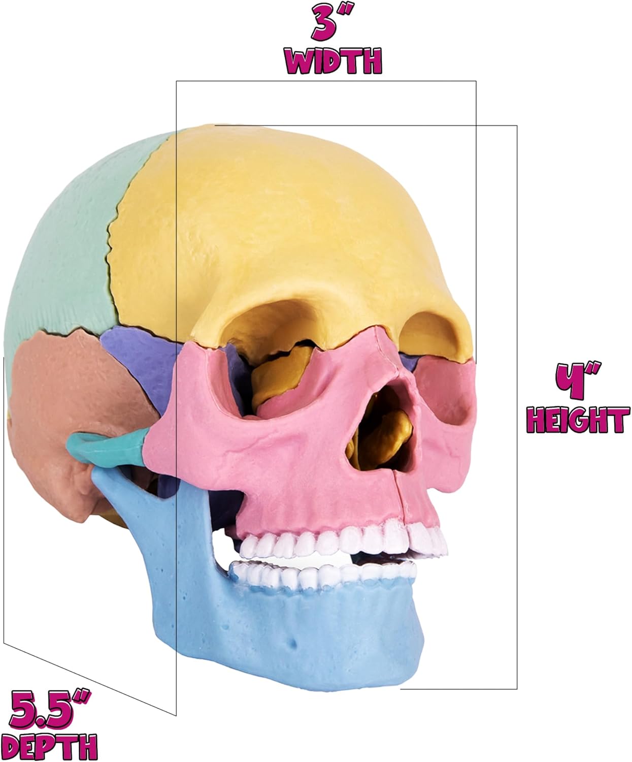 STEM Toy Medical Science Anatomy 17pcs Human Skull Model with 10 Educational Cards DIY 3D Anatomy Puzzle Toy - Image 6