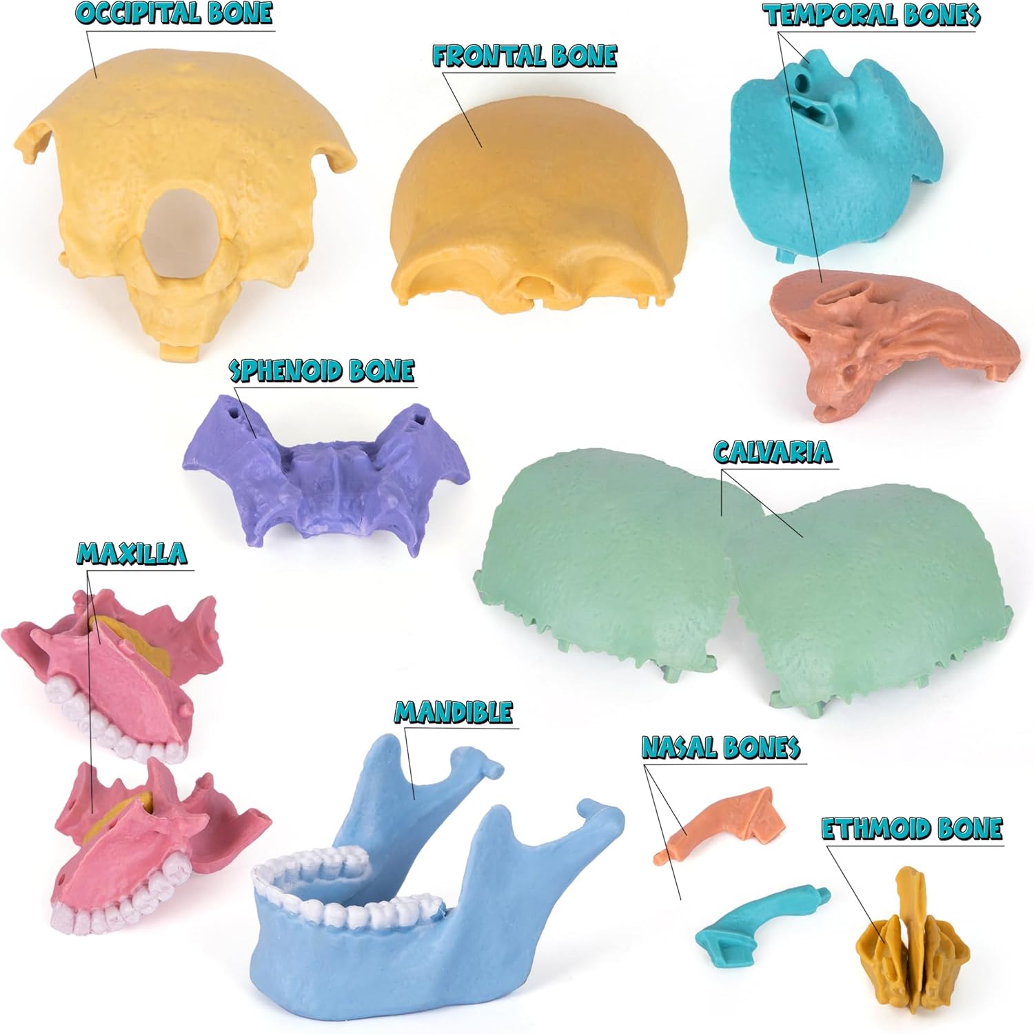 STEM Toy Medical Science Anatomy 17pcs Human Skull Model with 10 Educational Cards DIY 3D Anatomy Puzzle Toy - Image 5