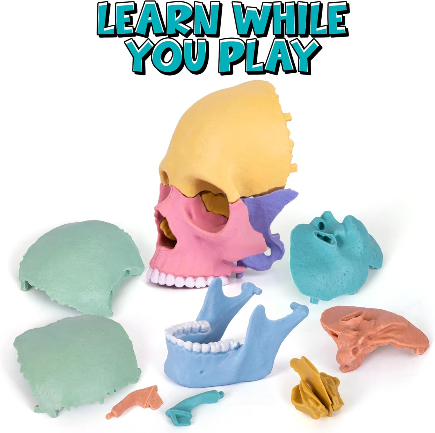 STEM Toy Medical Science Anatomy 17pcs Human Skull Model with 10 Educational Cards DIY 3D Anatomy Puzzle Toy - Image 3