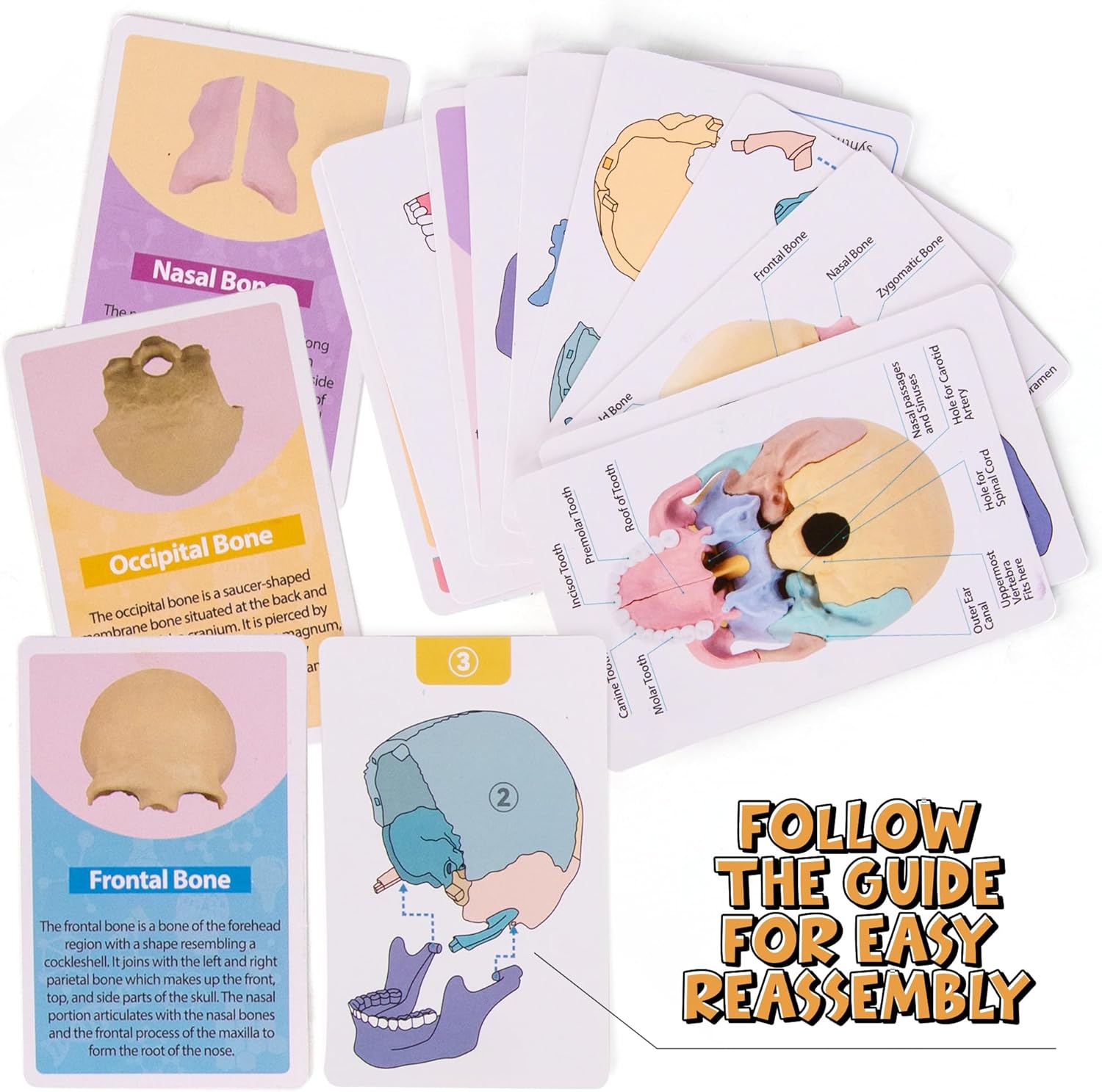 STEM Toy Medical Science Anatomy 17pcs Human Skull Model with 10 Educational Cards DIY 3D Anatomy Puzzle Toy - Image 2